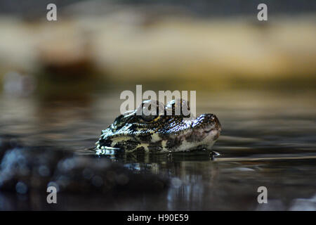 , Whipsnade Bedfordshire, Royaume-Uni. 10 janvier, 2017. E Bilan de 2017 au zoo de Whipsnade. Un bébé Crocodile nain d'Afrique ascenseurs sa tête hors de l'eau d'être comptés dans un boîtier tropcal Banque D'Images