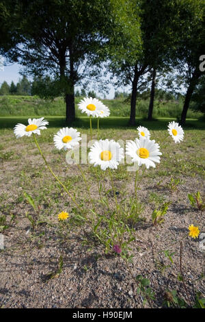 Leucanthemum vulgare ; Oxeye daisy daisy commun ; Banque D'Images