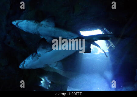 Les requins dans le centre commercial de Dubaï Ocean Park, Emirats Arabes Unis Banque D'Images