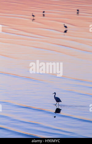 Scène verticale de l'egret marche sur la surface de l'eau colorées pendant la golden hour en matinée. Banque D'Images