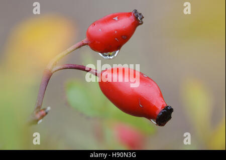 églantier Banque D'Images