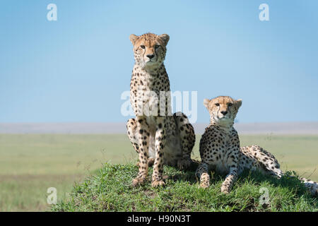 Cheetah (Acinonix jubatus) sur la colline parlementaire à la savane, Close up, Maasai Mara National Reserve, Kenya Banque D'Images