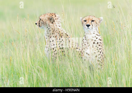 Deux Cheetah (Acinonix jubatus) assis sur la savane, Maasai Mara National Reserve, Kenya Banque D'Images