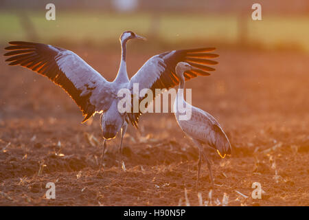 Grues Cendrées reposant sur un champ de chaume, Grus grus, Brême, Basse-Saxe, Allemagne Banque D'Images