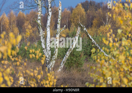 Les bouleaux dans la lande à l'automne, goldenstedt, district de Vechta, Basse-Saxe, Allemagne Banque D'Images