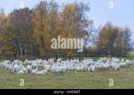 Troupeau de moutons à rehdener geestmoor, oldenburger münsterland, Niedersachsen, Allemagne Banque D'Images