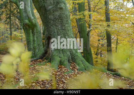 L'automne à une forêt de hêtres à hunte, près de Doetlingen, Oldenburg, Niedersachsen, Allemagne / herbst à buchewald an der hunte, dötlingen, lan Banque D'Images