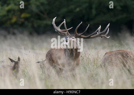 Red Deer mâle en rut, Cervus elaphus, jaegersborg dyrehave, silkeborg, danemark Banque D'Images