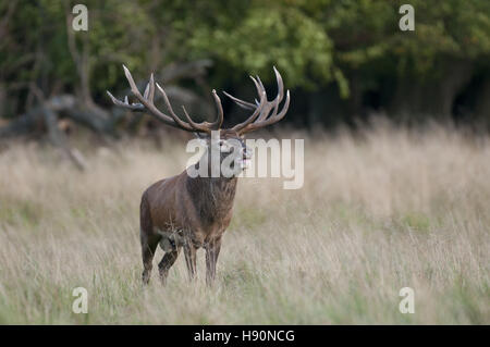 Red Deer mâle en rut, Cervus elaphus, jaegersborg dyrehave, silkeborg, danemark Banque D'Images