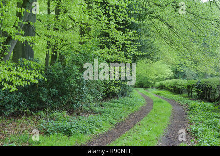 Forêt de hêtres, herrenholz, district de Vechta, Oldenburg münsterland, Basse-Saxe, Allemagne Banque D'Images