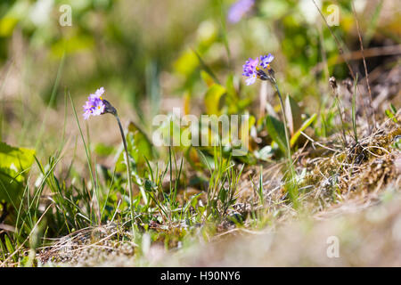 Une espèce menacée de wildflower. Primrose scandinaves - Primula scandinavica. Les Lofoten fleurs sauvages, îles Lofoten, Norvège. Banque D'Images