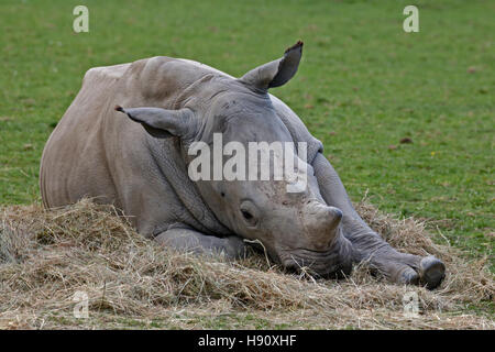 Rhinocéros blanc du sud (Ceratotherium simum simum) veau, Cotswold Wildlife Park, Oxfordshire Banque D'Images