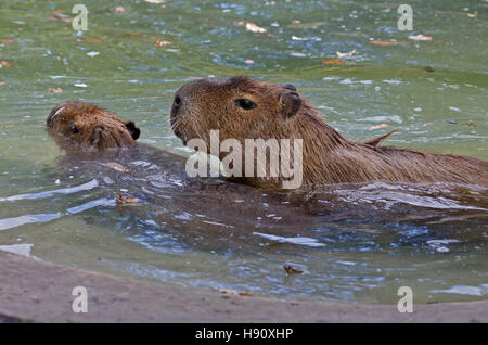 Capybara (hydrochoerus hydrochaeris) l'accouplement dans la piscine Banque D'Images