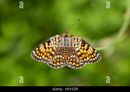 Flockenblumen Scheckenfalter, Melitaea phoebe, centaurée maculée Fritillary Butterfly Banque D'Images