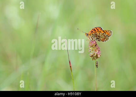 Roter Scheckenfalter, Melitaea didyma, le spotted fritillary ou rouge-bande fritillary Banque D'Images