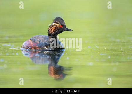 Schwarzhalstaucher, Podiceps nigricollis Grèbe à cou noir, Banque D'Images