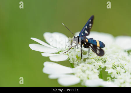 Weissfleck Widderchen, Amata phegea, neuf papillon tacheté Banque D'Images