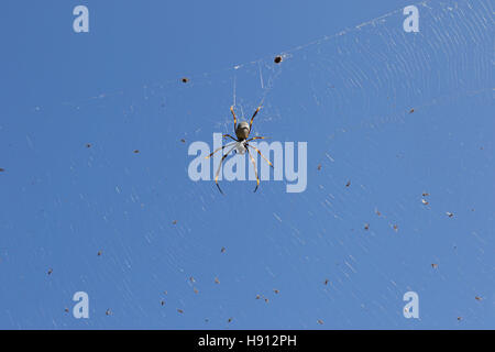 Femelle Golden orb weaver spider Banque D'Images