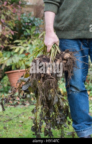 Holding jardinier dug up fleur Dahlia tubercules Banque D'Images