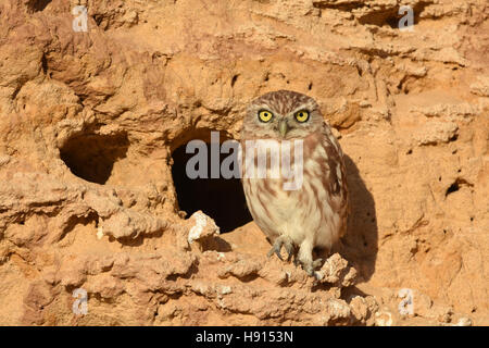 Chouette chevêche, Athene noctua, près de son terrier Banque D'Images