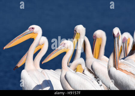 Le troupeau du grand pélican blanc (Pelecanus onocrotalus) repose sur le sol Banque D'Images
