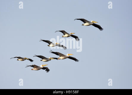 Pelican troupeau en vol migratoire Banque D'Images