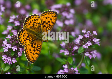 La belle petite Fritillary Butterfly marbré (Brenthis ino) sur la floraison thym citron (Thymus citriodorus ). Banque D'Images