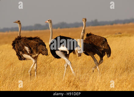 Autruche d'Afrique du Sud de l'harem marche sur les savanes herbeuses au Botswana, de voler les oiseaux peuvent tourner très rapidement Banque D'Images