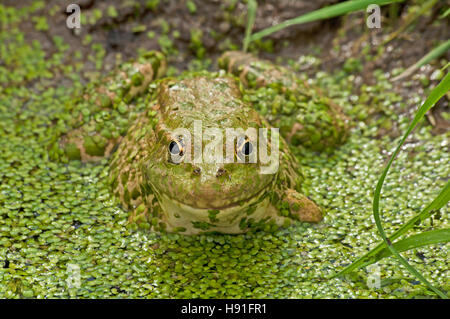 Marsh Frog, Rana ridibunda, captive de Surrey Banque D'Images