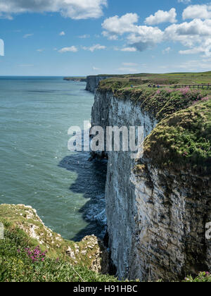 Les falaises de Bempton Filey, North Yorkshire Banque D'Images