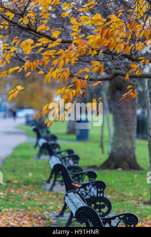 Rangée d'arbres en automne Couleur sur Clifftown Parade avec des bancs de parc Banque D'Images