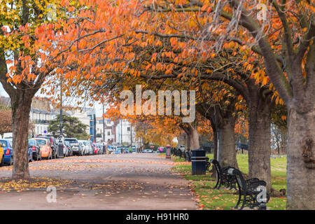 Rangée d'arbres en automne Couleur sur Clifftown Parade Banque D'Images