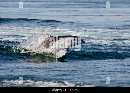 Pacific Whitesided Dolphin Jumping, le passage Discovery, Campbell River, Vancouver Island, Canada Banque D'Images