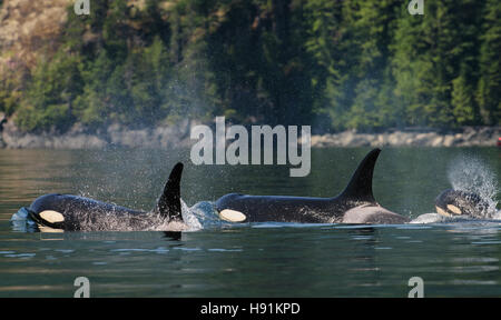 Groupe familial d'Épaulards (ORCA), masculin, féminin et veau. Campbell River, Vancouver Island, Canada Banque D'Images