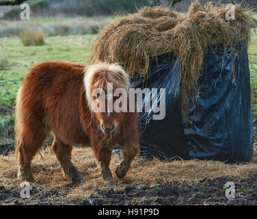 Un poney shetland se nourrit de foin Banque D'Images