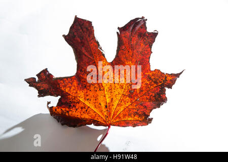 La décoloration des feuilles d'automne d'un Acer platanoides Crimson King treee, sur un fond blanc Banque D'Images