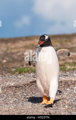 Gentoo pingouin sur la plage avec une pierre dans la bouche Banque D'Images