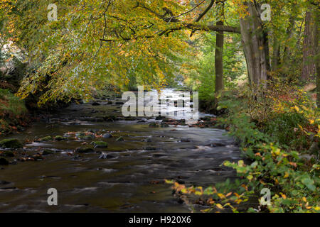 River Washburn, North Yorkshire. Banque D'Images