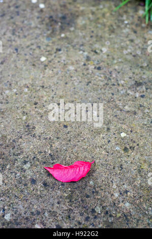 Des feuilles du cerisier d'automne rose à lèvres comme Banque D'Images