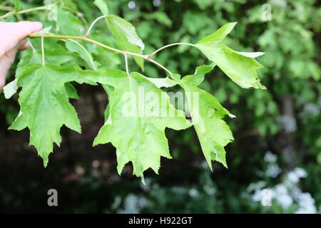 Service de feuilles d'arbres sauvages Banque D'Images