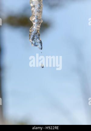 Résumé Les glaçons sparkle, faire fondre lentement dans l'hiver doux soleil. Basse à partir d'un toit. Banque D'Images