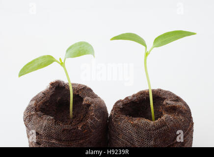 Petit piment vert des plantes qui ne font que commencer à se développer Banque D'Images