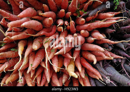 Bouquets de carottes orange et violet rustique vue vers l'extérieur pour l'affichage Banque D'Images