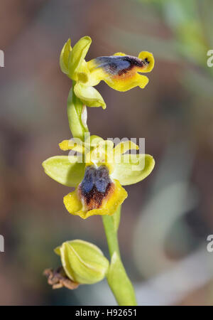 Ophrys lutea galilaea sous-espèce de l'orchidée abeille jaune en provenance de Chypre Banque D'Images