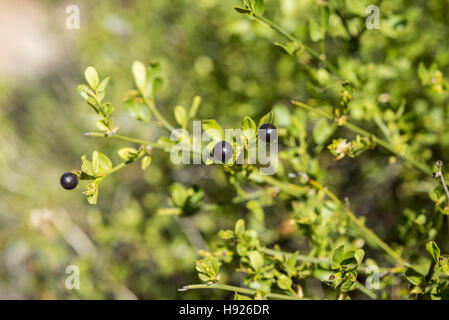 Le feuillage et les fruits sauvages de jasmin, Jasminum fruticans. C'est une espèce de la famille des Oléacées originaire de la région méditerranéenne. Banque D'Images