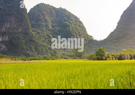 Champ de riz dans la région de karst de la province de Guangxi en Chine Banque D'Images