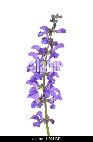 Meadow sauge (Salvia pratensis) Banque D'Images