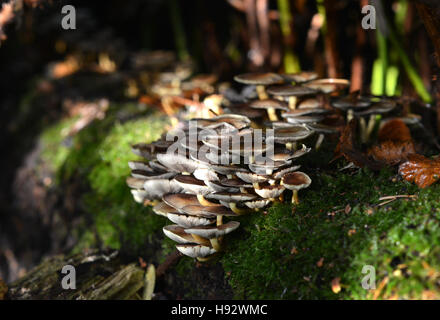 Champignons sur un journal pourri Banque D'Images