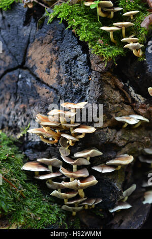 Champignons sur un journal pourri Banque D'Images