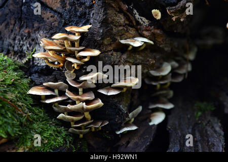 Champignons sur un journal pourri Banque D'Images